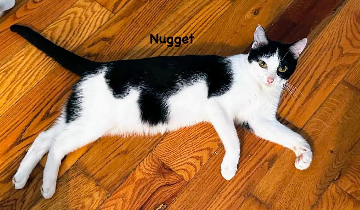 Nugget - Domestic Short Hair