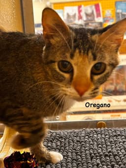 Oregano image 1