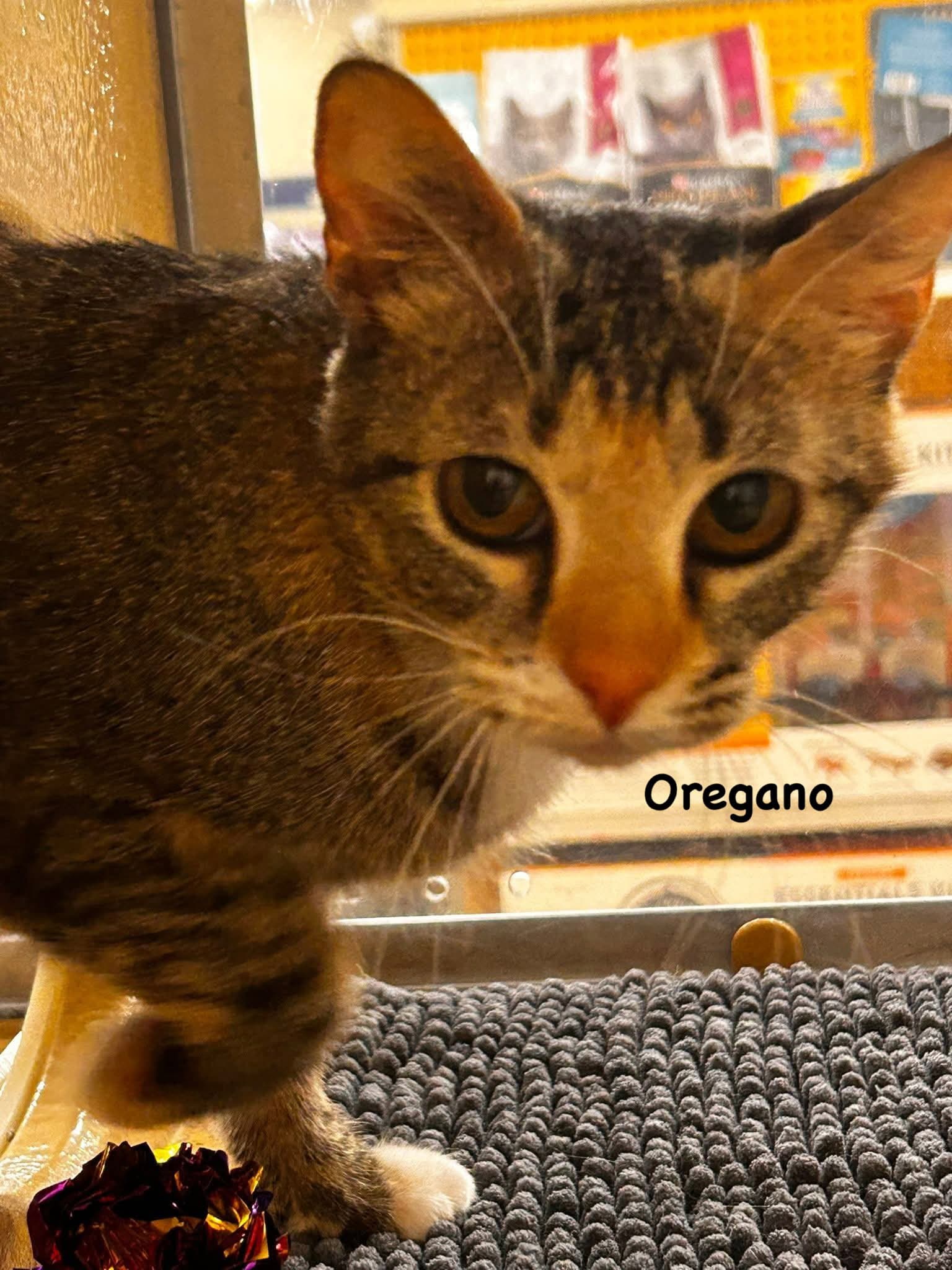 Oregano - Domestic Short Hair