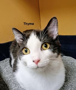 Thyme image 1
