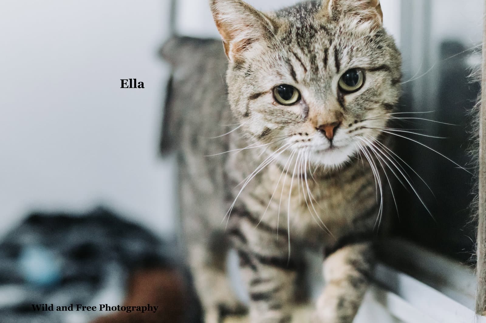 Ella - Domestic Short Hair