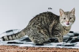 Ella image 2