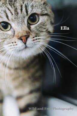 Ella image 3