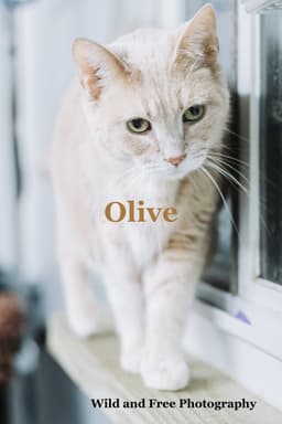 Olive image 2