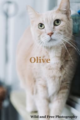 Olive image 1