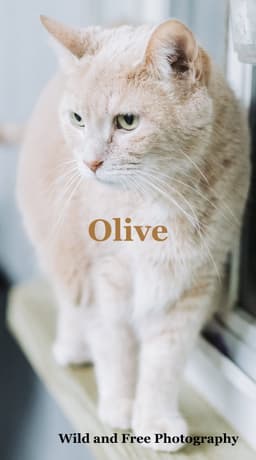 Olive image 3
