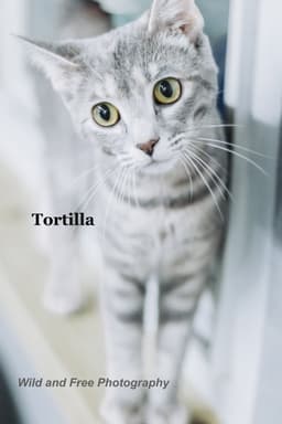 Tortilla image 1