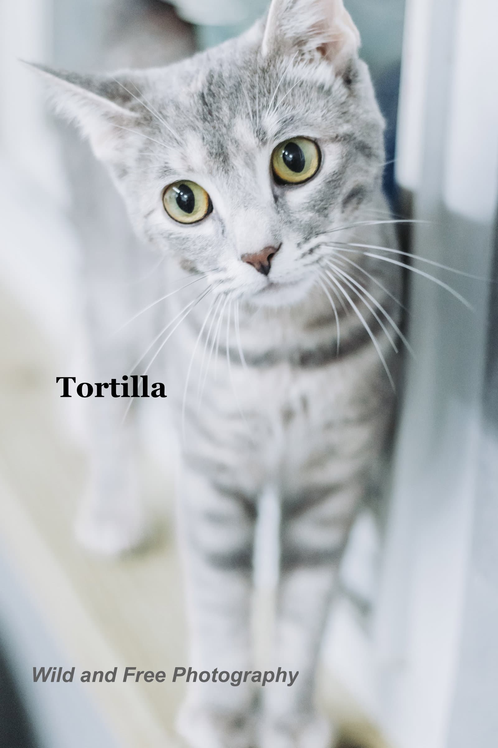Tortilla - Domestic Short Hair
