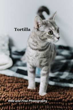 Tortilla image 2