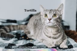 Tortilla image 3