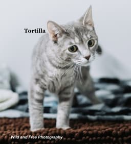 Tortilla image 4