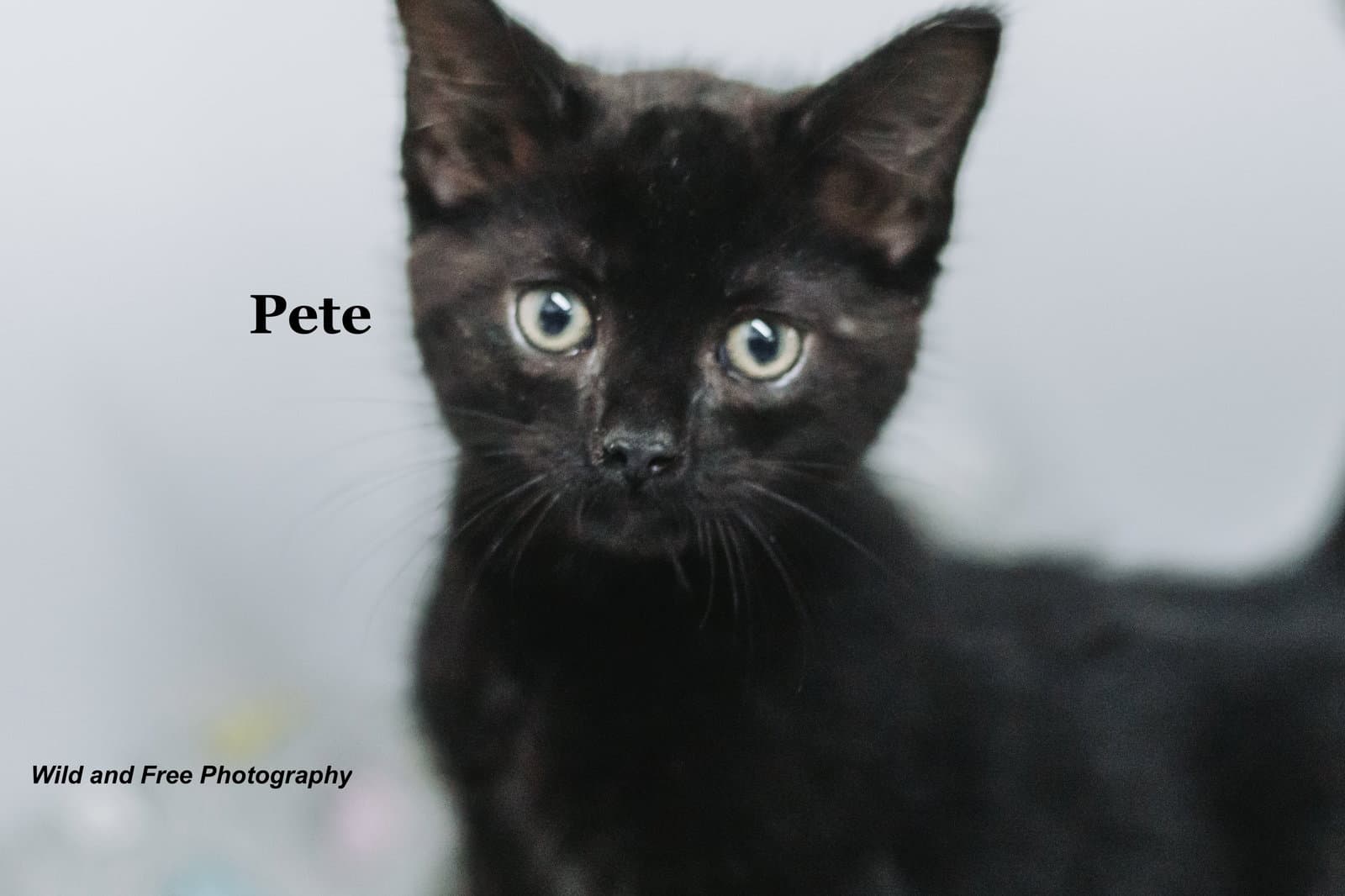 Pete - Domestic Short Hair