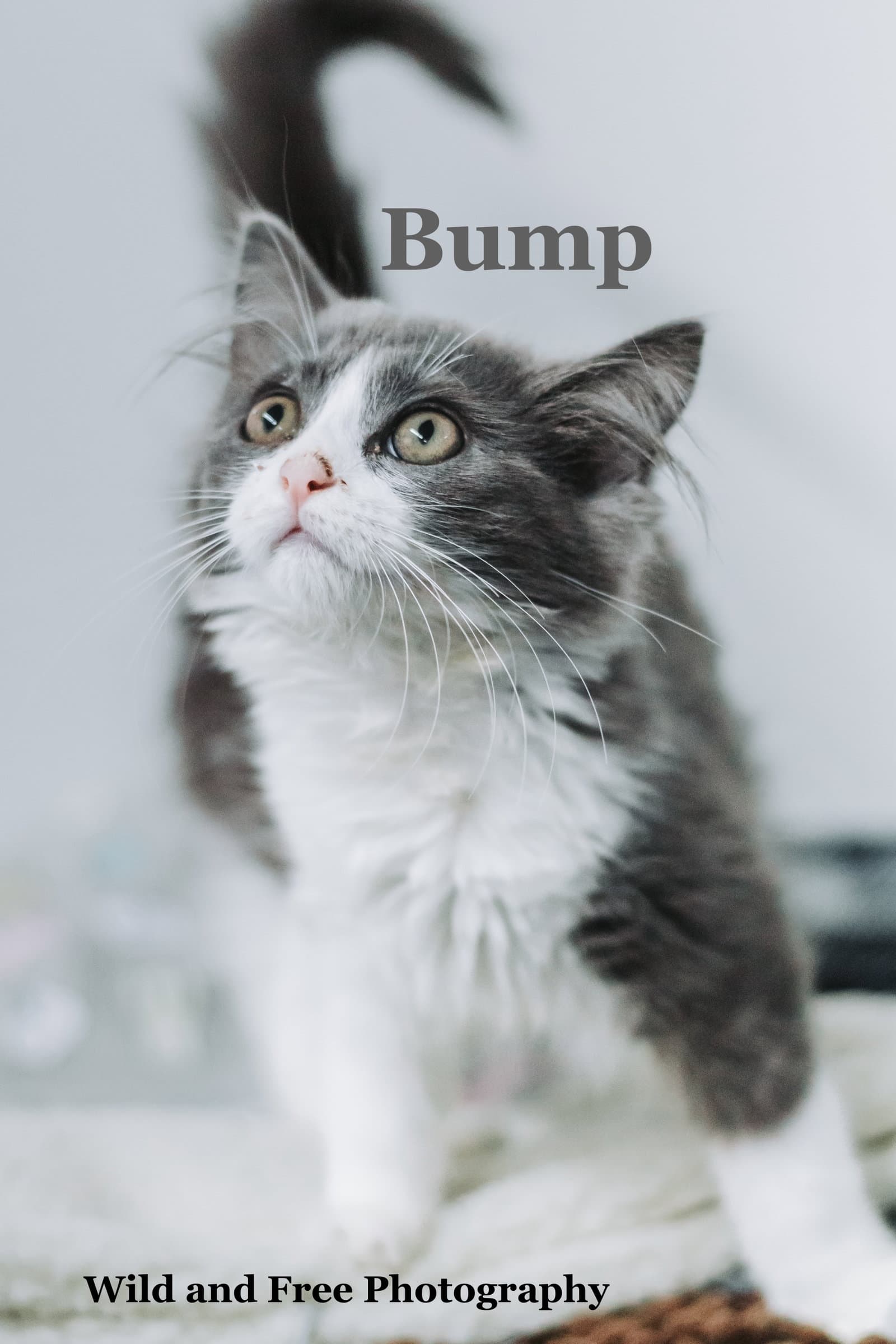 Bump - Domestic Long Hair