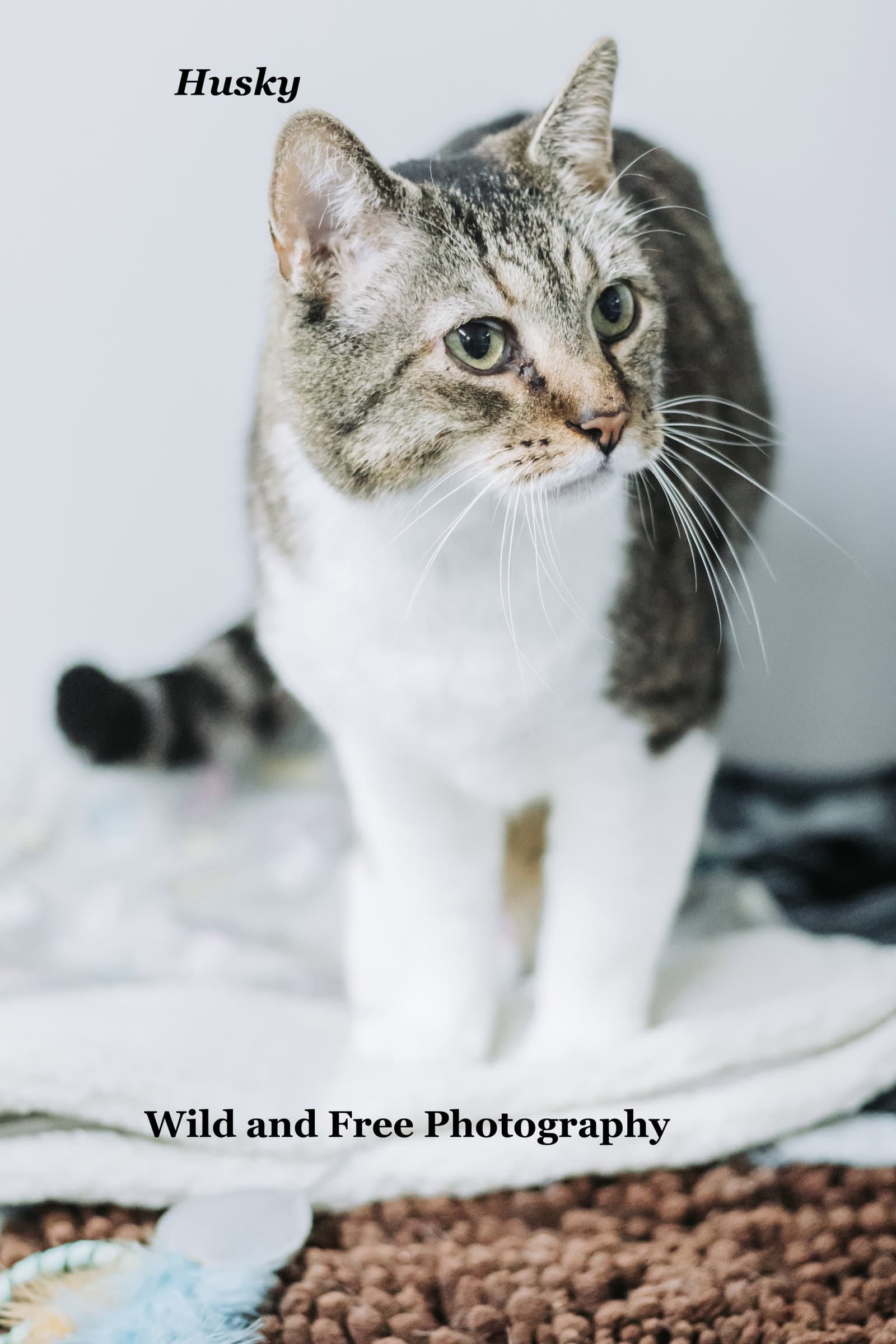 Husky - Domestic Short Hair