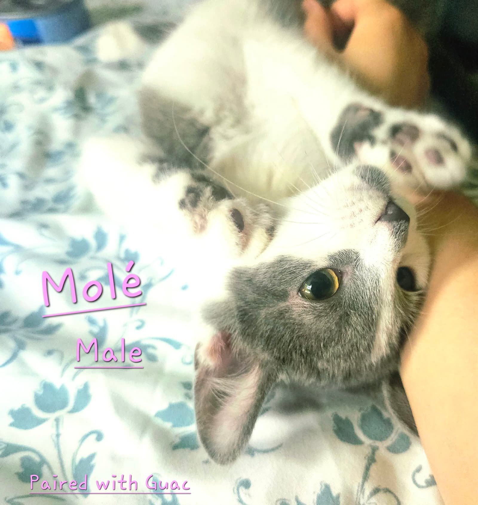 Mole - Domestic Short Hair