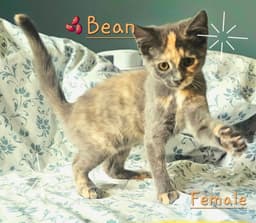 Bean image 1