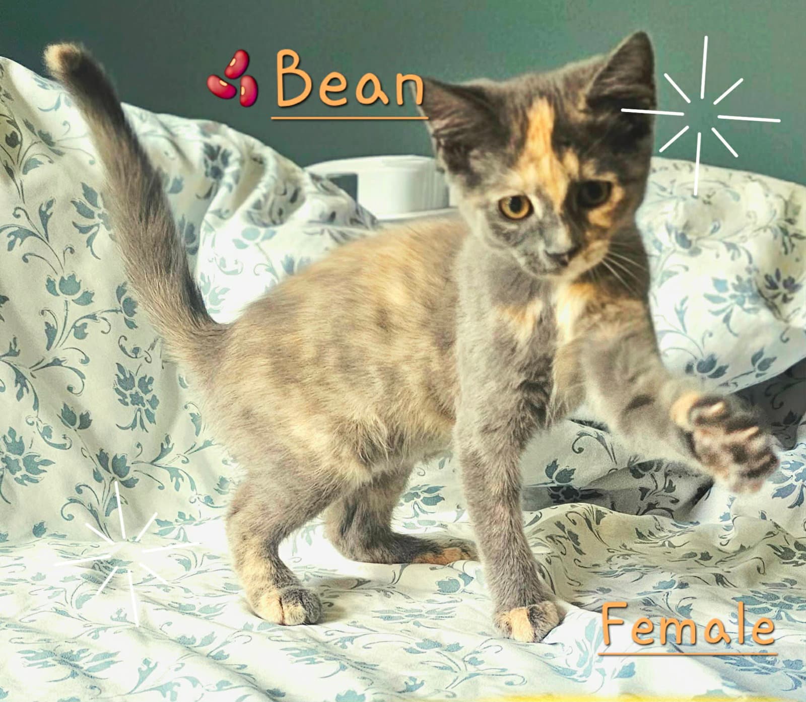 Bean