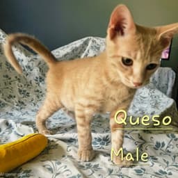 Queso image 1