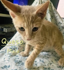 Queso image 2