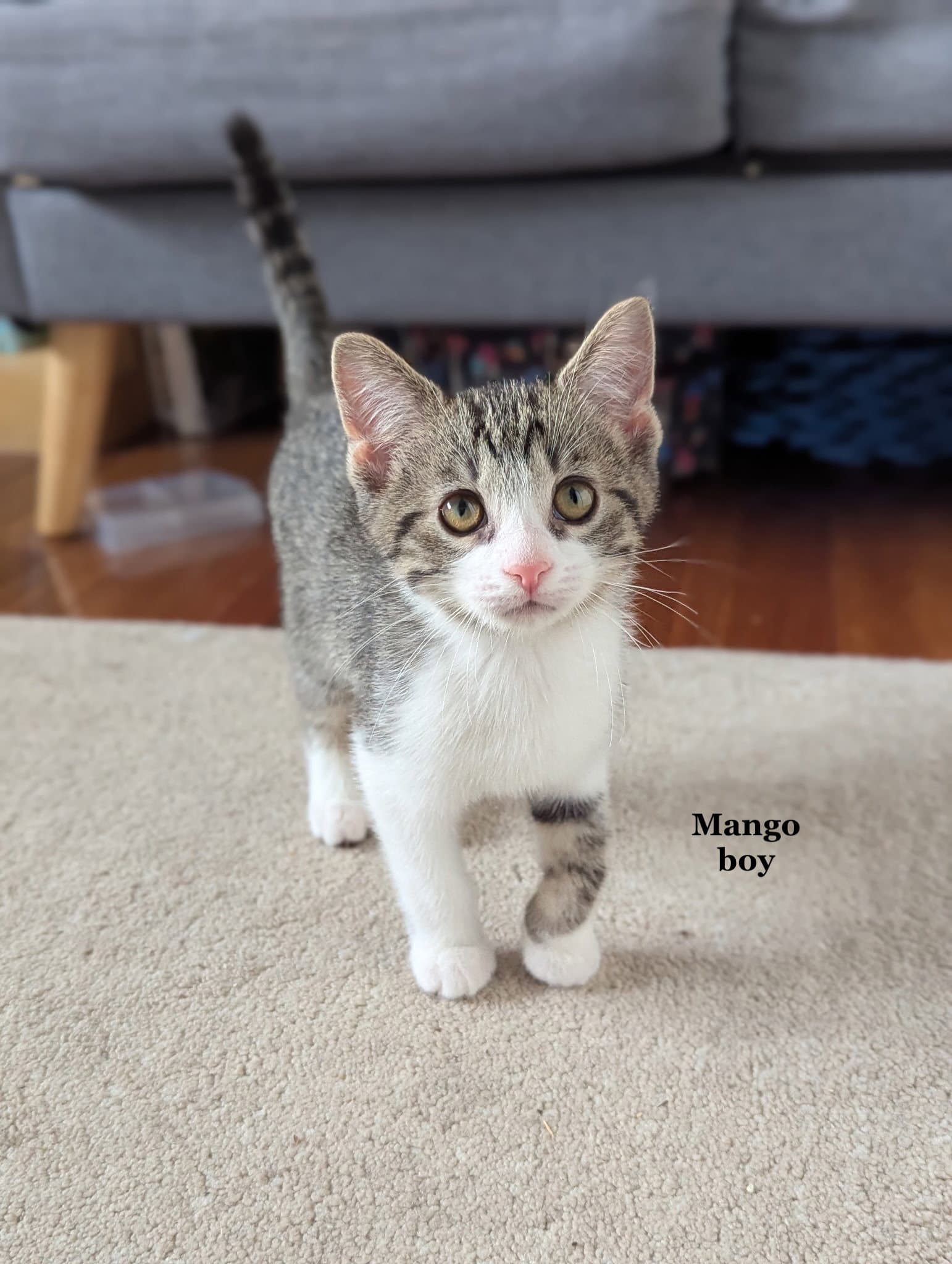 Mango - Domestic Short Hair