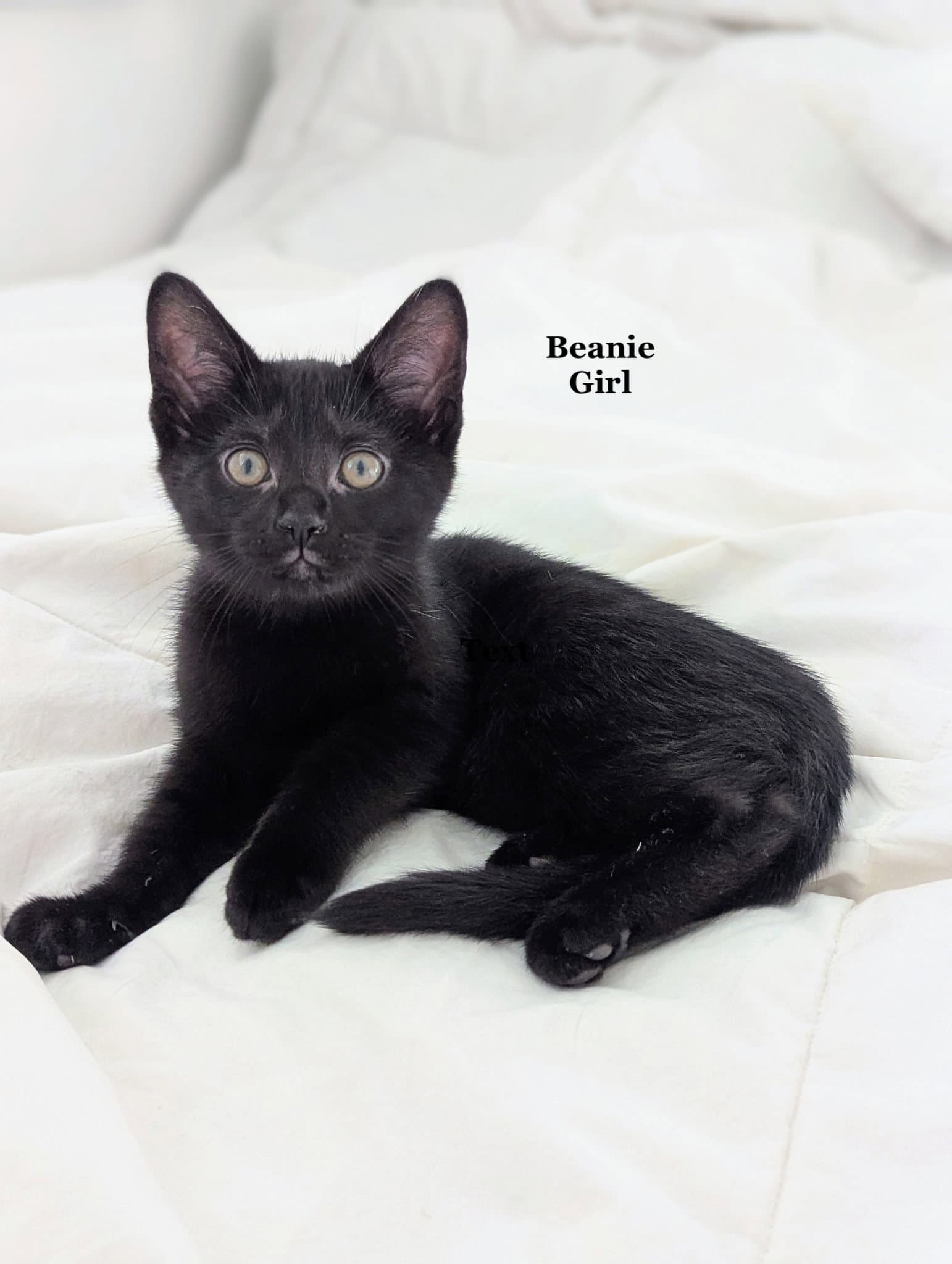 Beanie - Domestic Short Hair