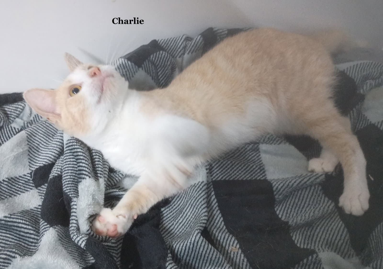 Charlie - Domestic Short Hair