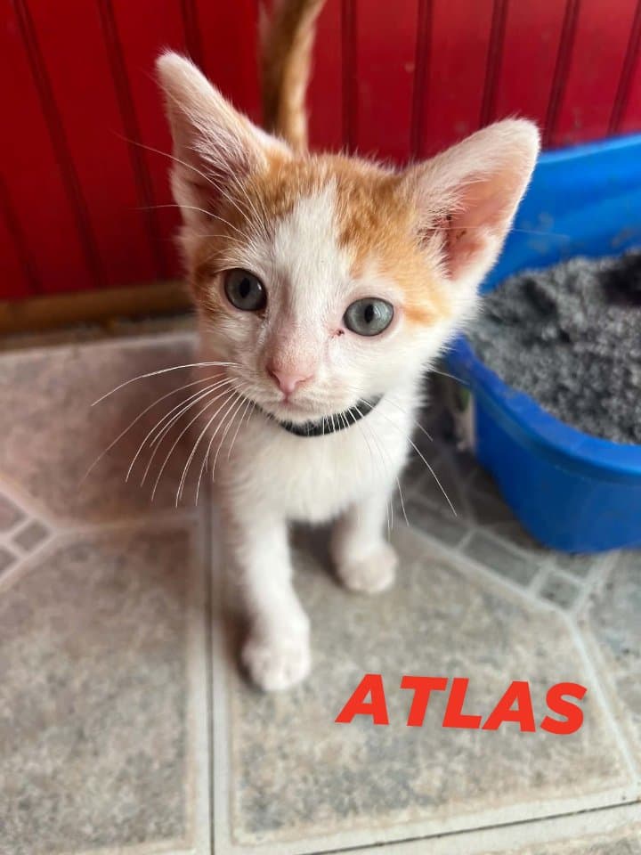 Atlas - Domestic Short Hair