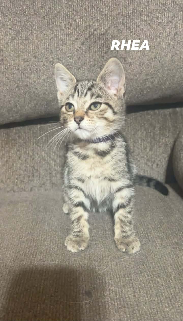 Rhea - Domestic Short Hair