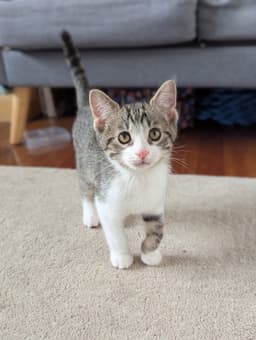 Percy image 1