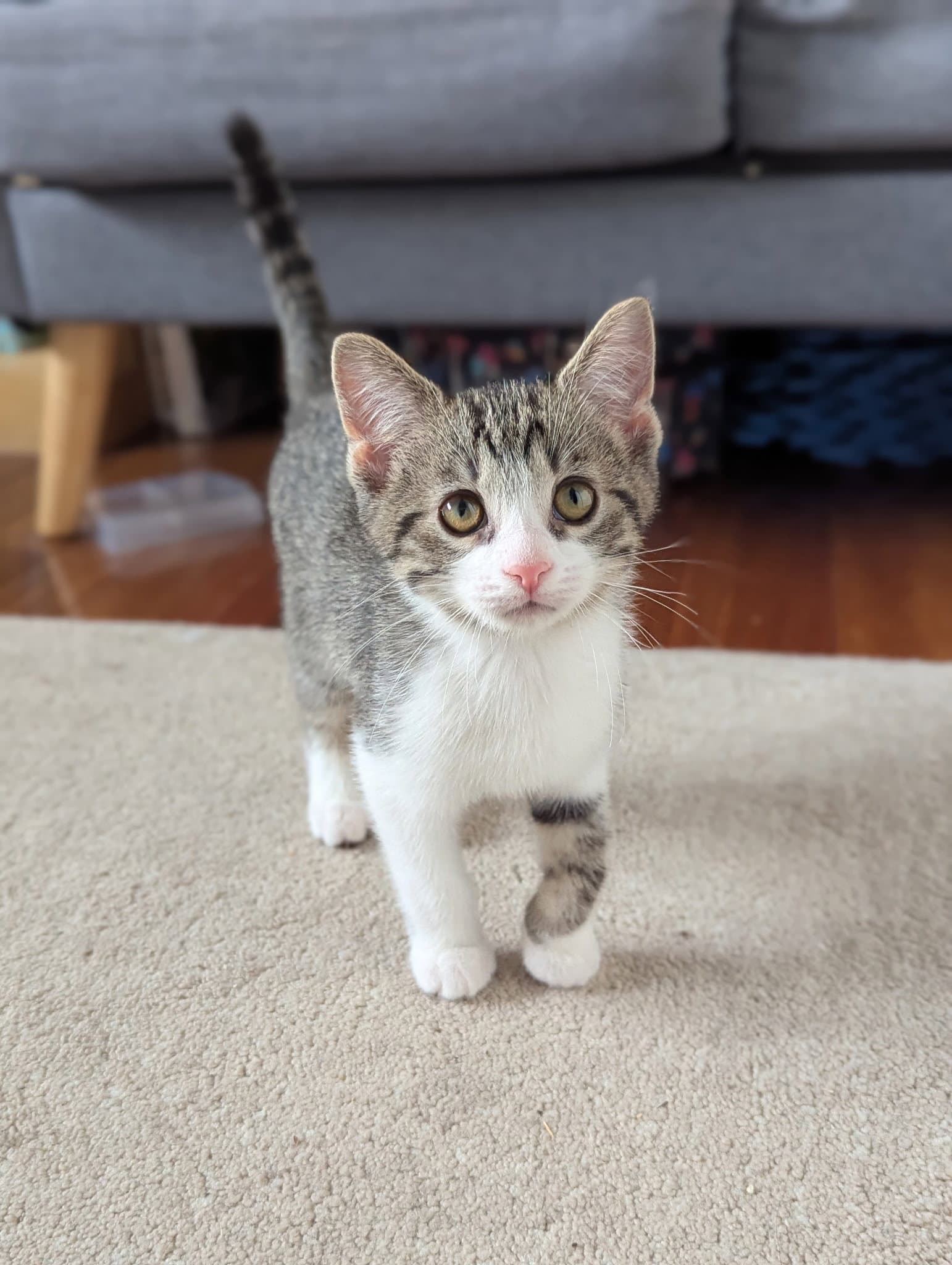 Percy - Domestic Short Hair