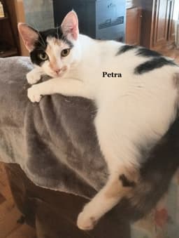 Petra image 1