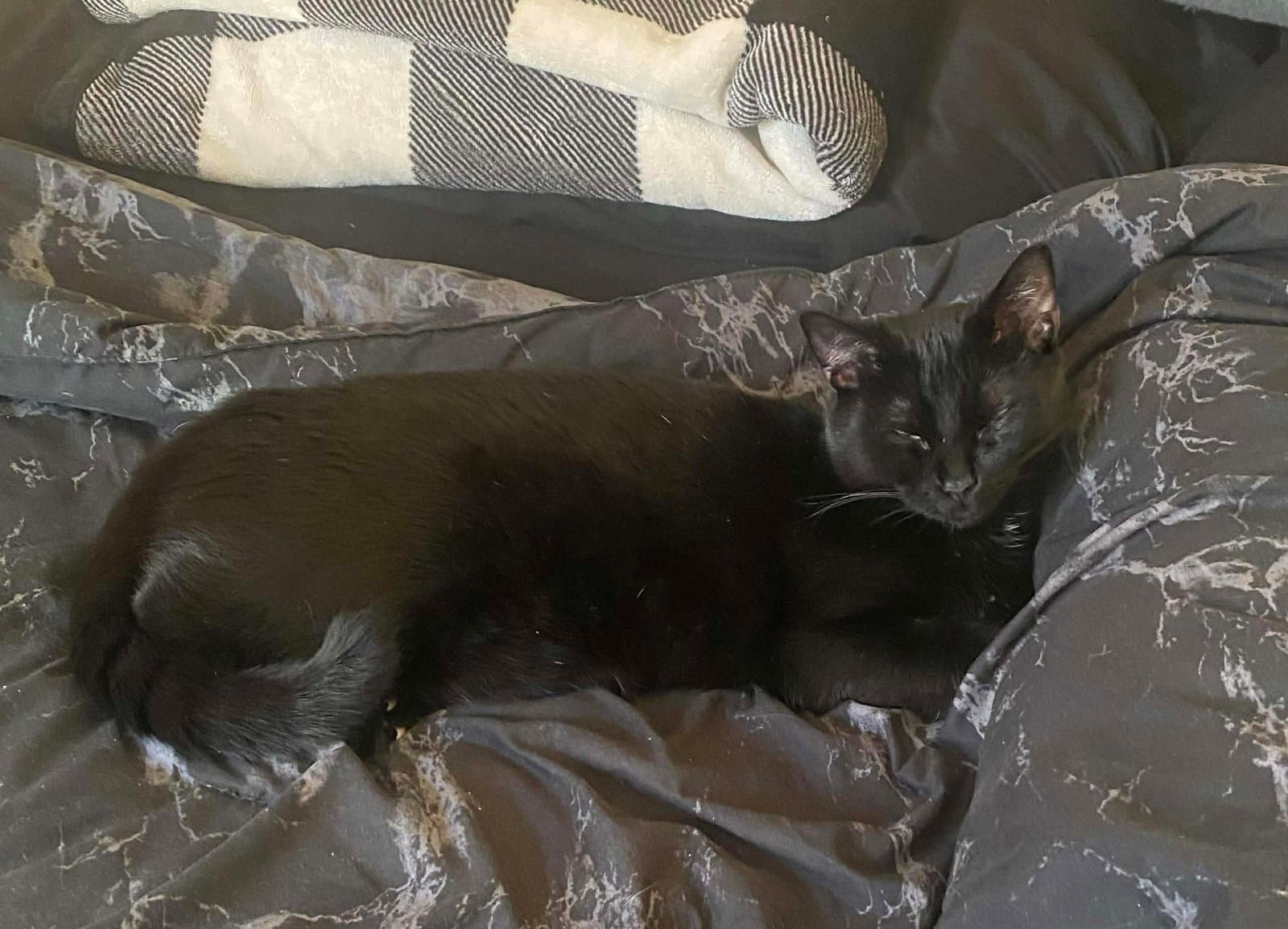 Dakota - Domestic Short Hair