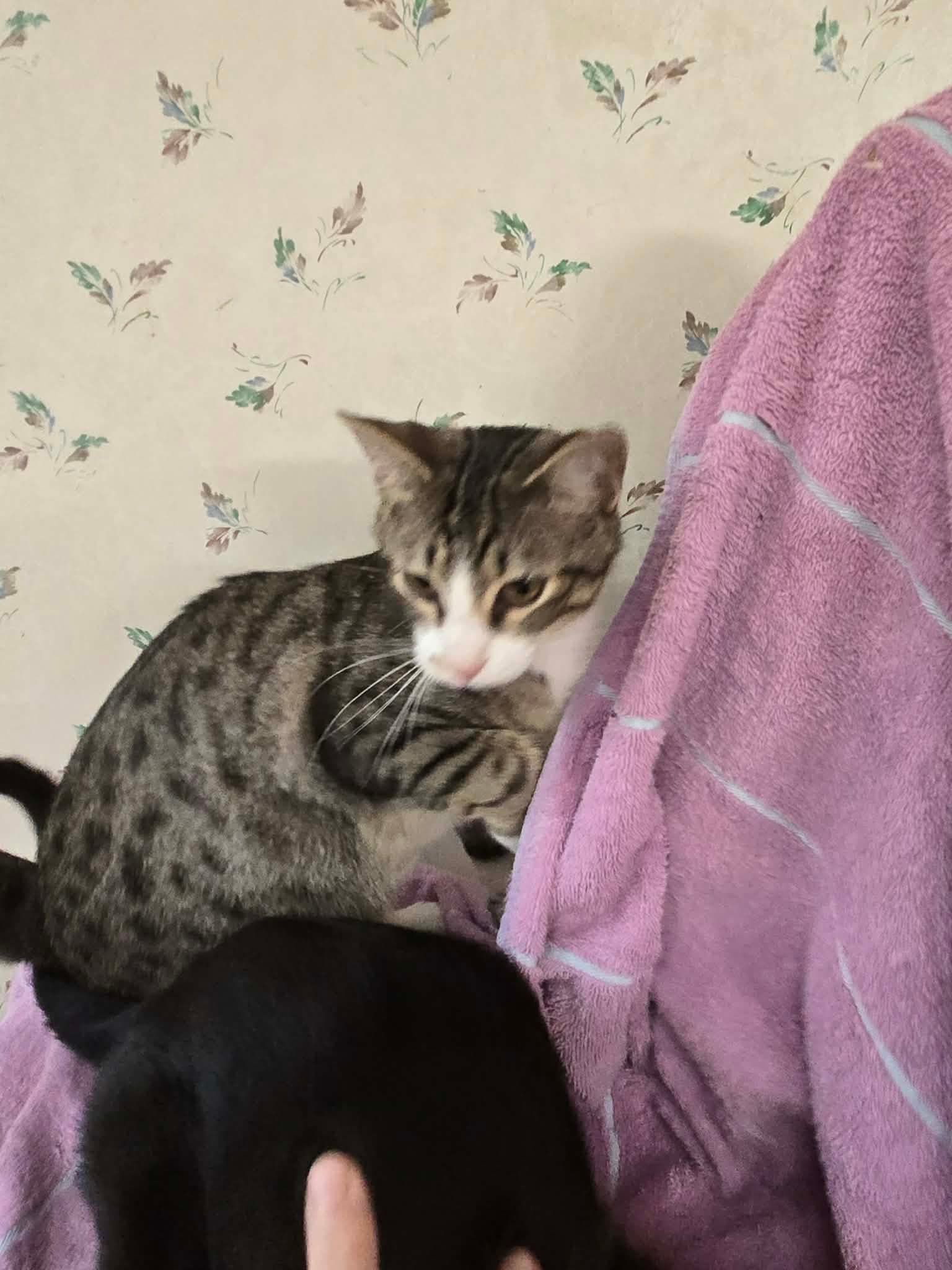 Huxtable - Domestic Short Hair