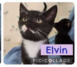 Elvin image 3