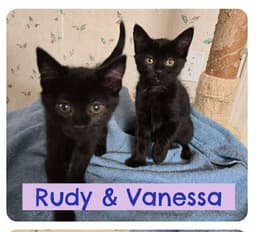 Rudy image 2