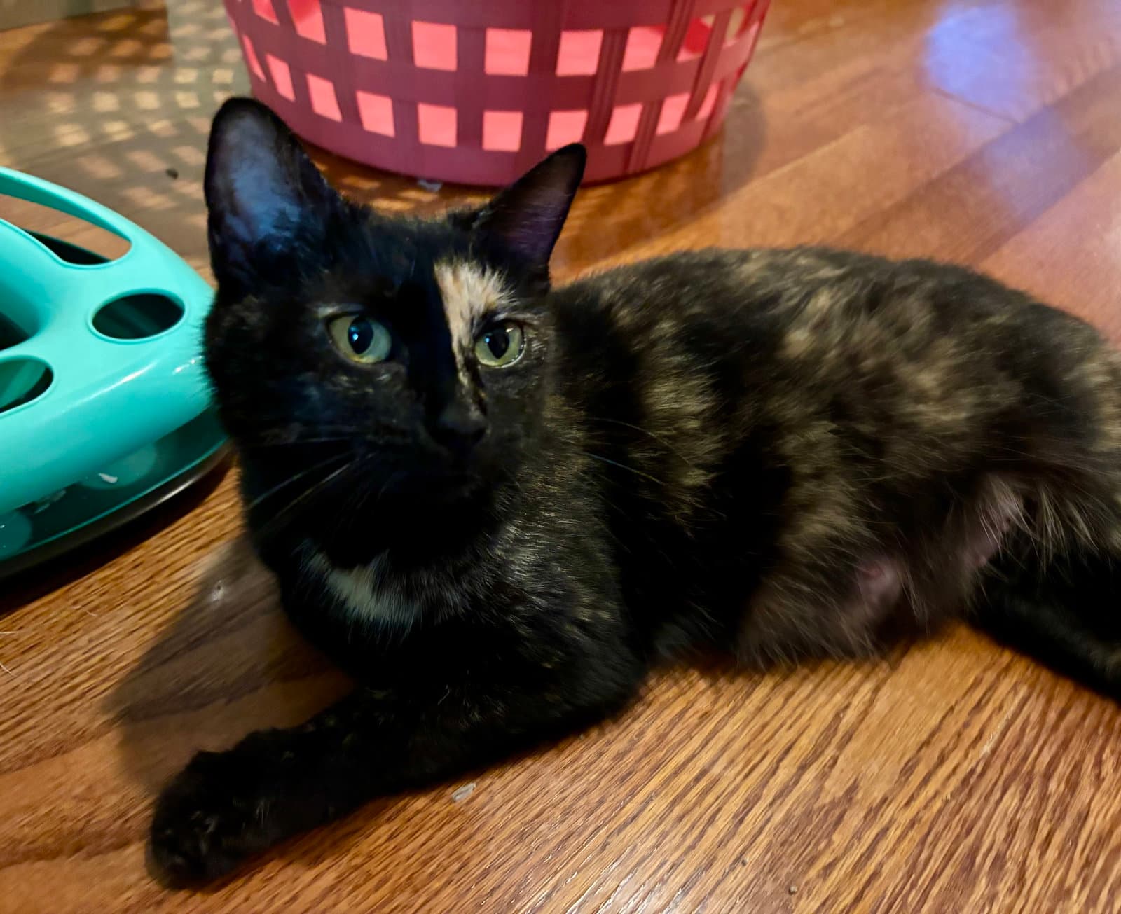 Rosie - Domestic Short Hair