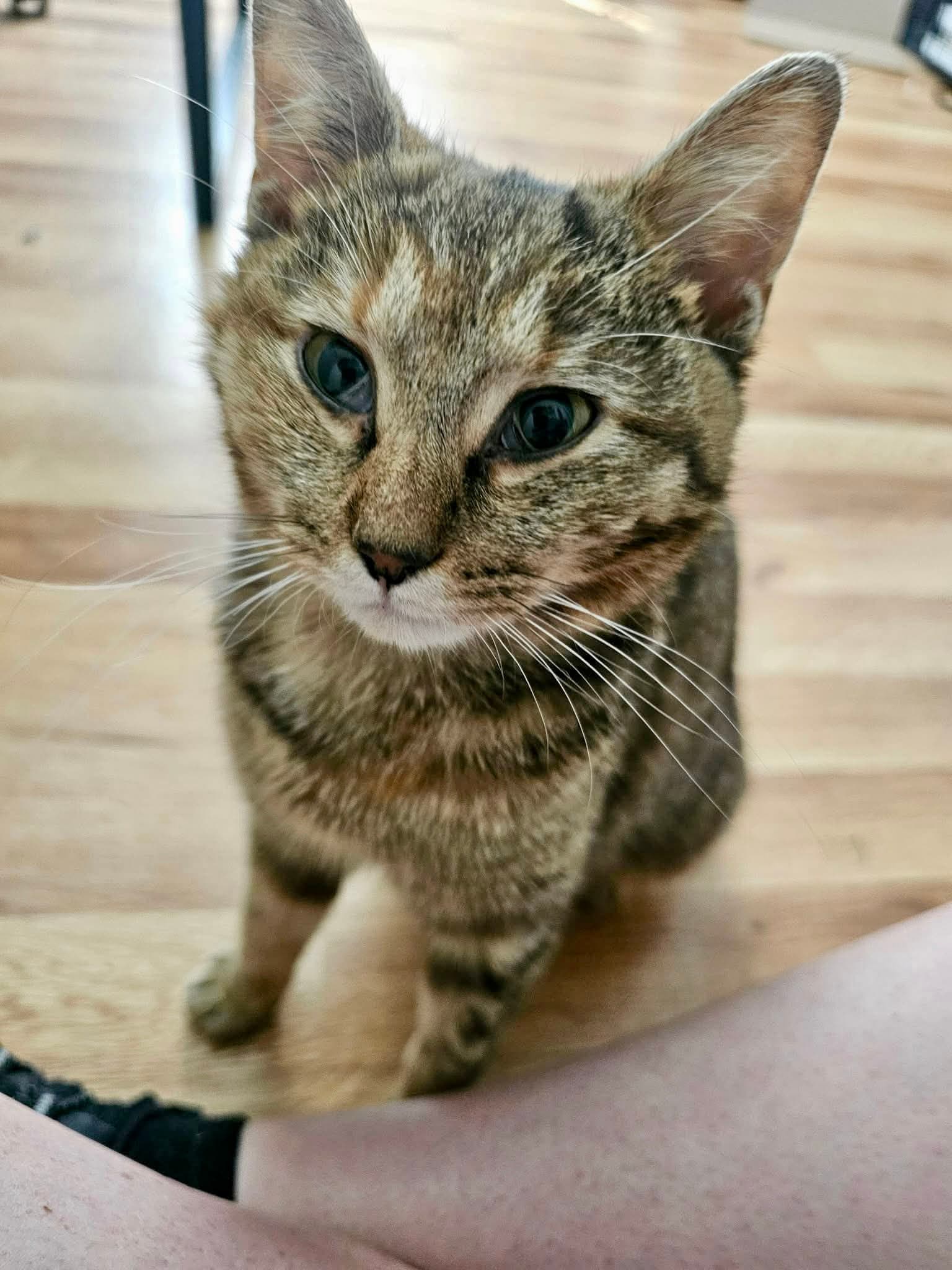 Valkyrie - Domestic Short Hair