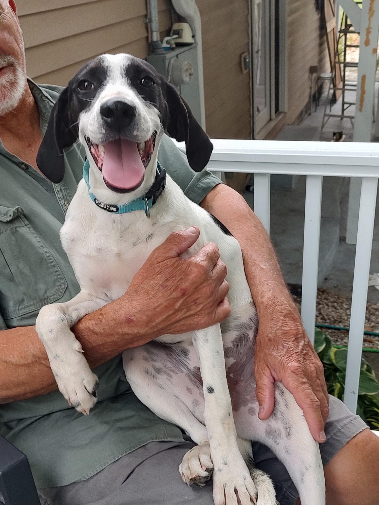 Blaney - Hound