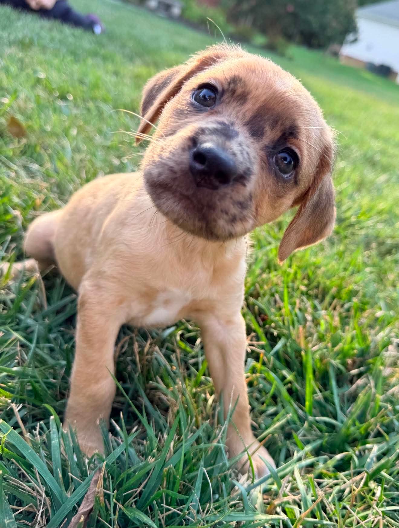 Starla - Dachshund