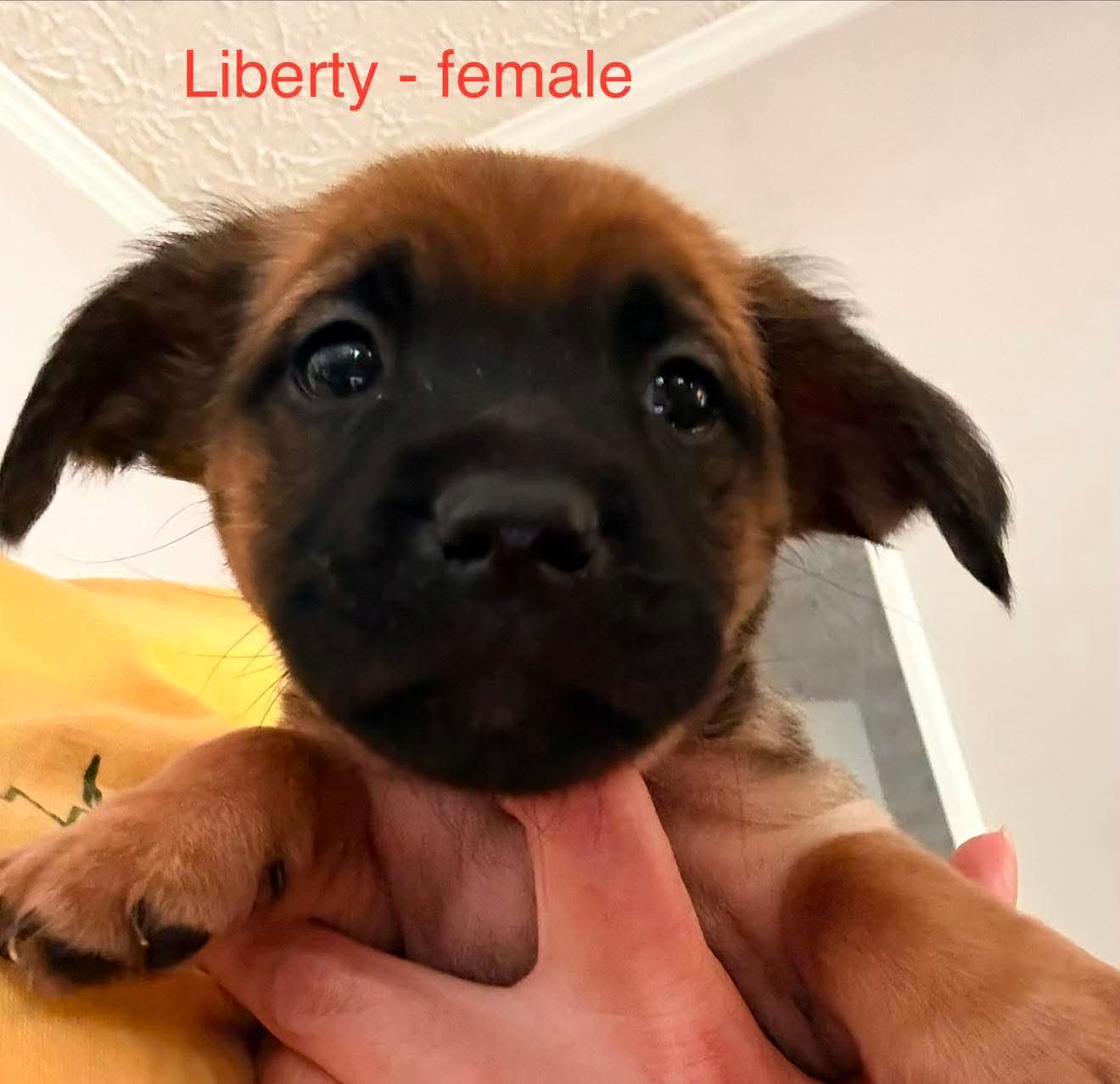 Liberty - Dachshund