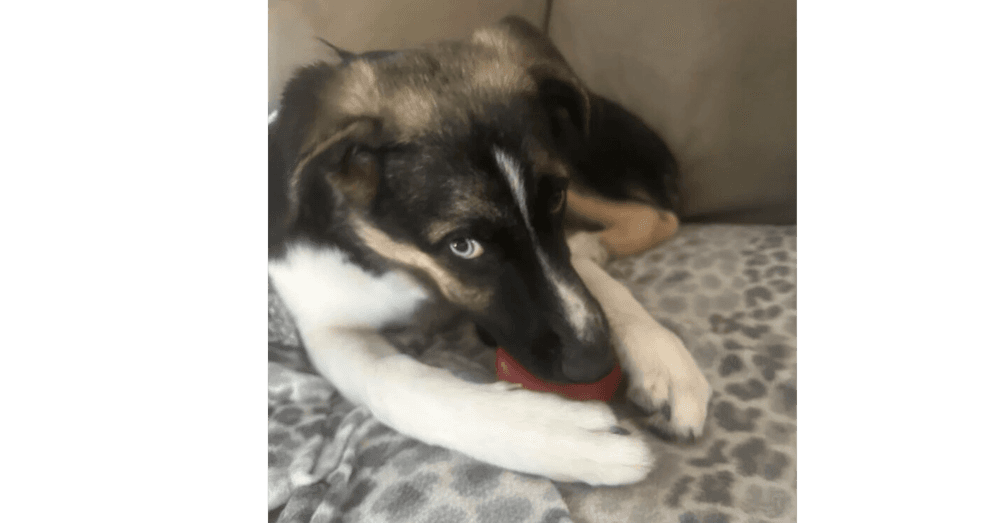 Colby Tx - Terrier