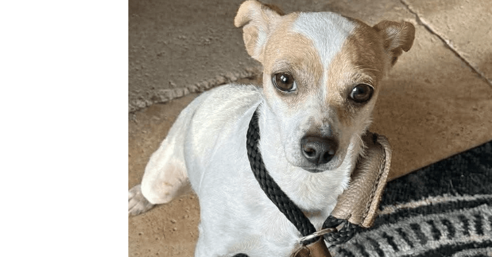 Twig Al - Chihuahua