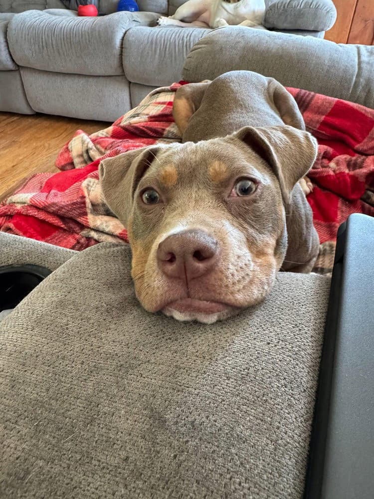 Sweet Pea Al - Pit Bull Terrier