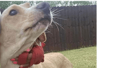 Lucy Tx image 2