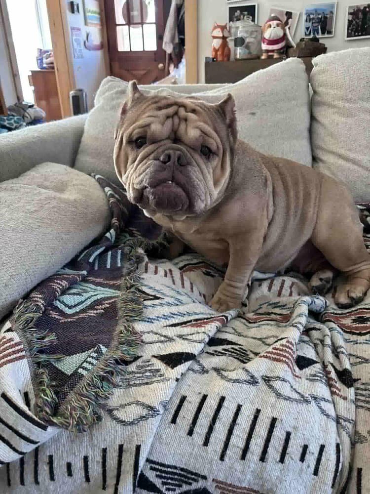 Truffle Ga - Shar Pei