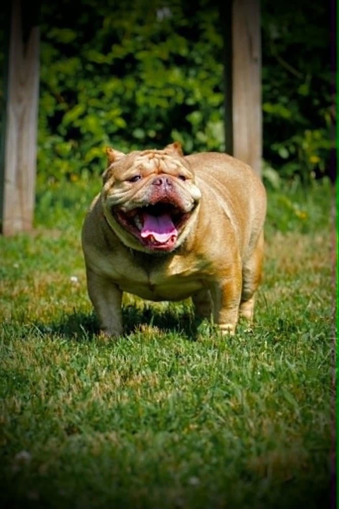 Truffle Ga - Shar Pei