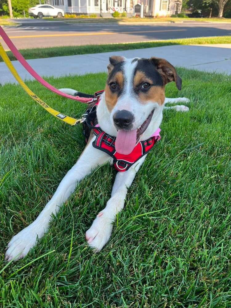 Snoopy Al - Jack Russell Terrier