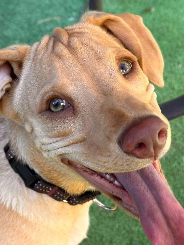 Peanut Al - Labrador Retriever