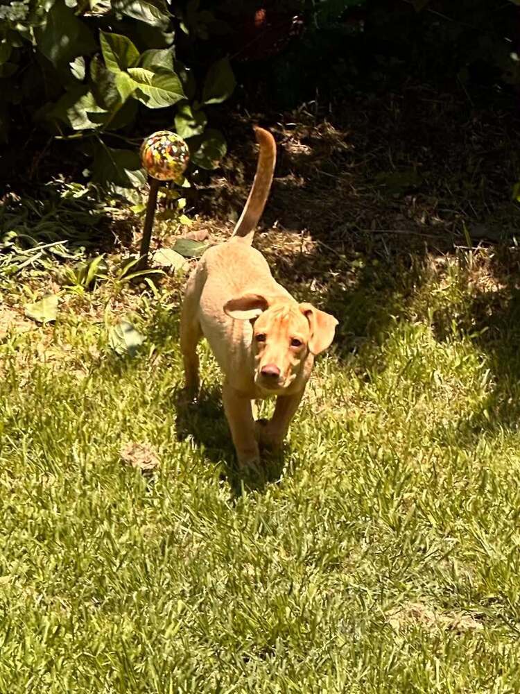 Peanut Al - Labrador Retriever