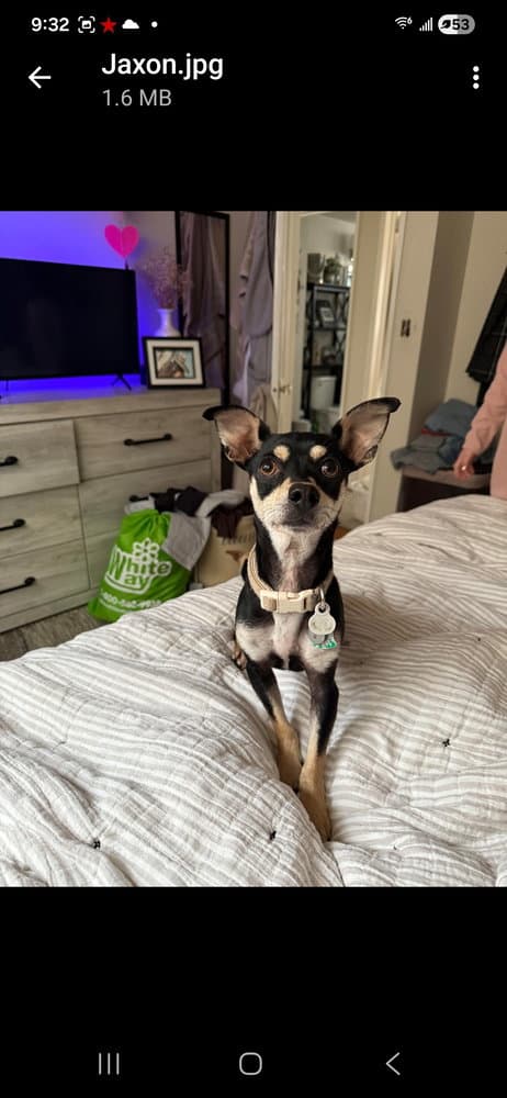 Jaxon Tx - Chihuahua